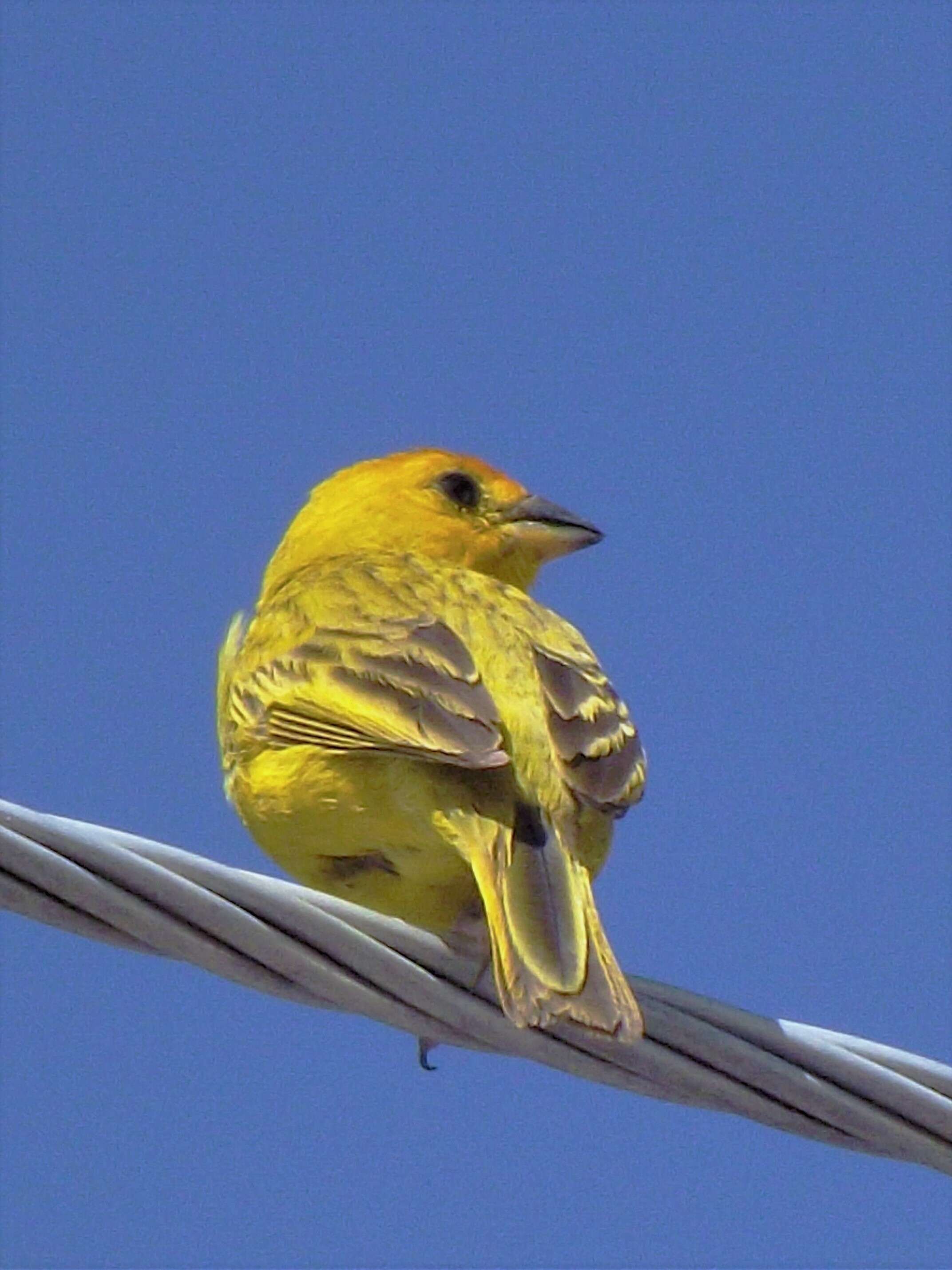 Image of Saffron Finch