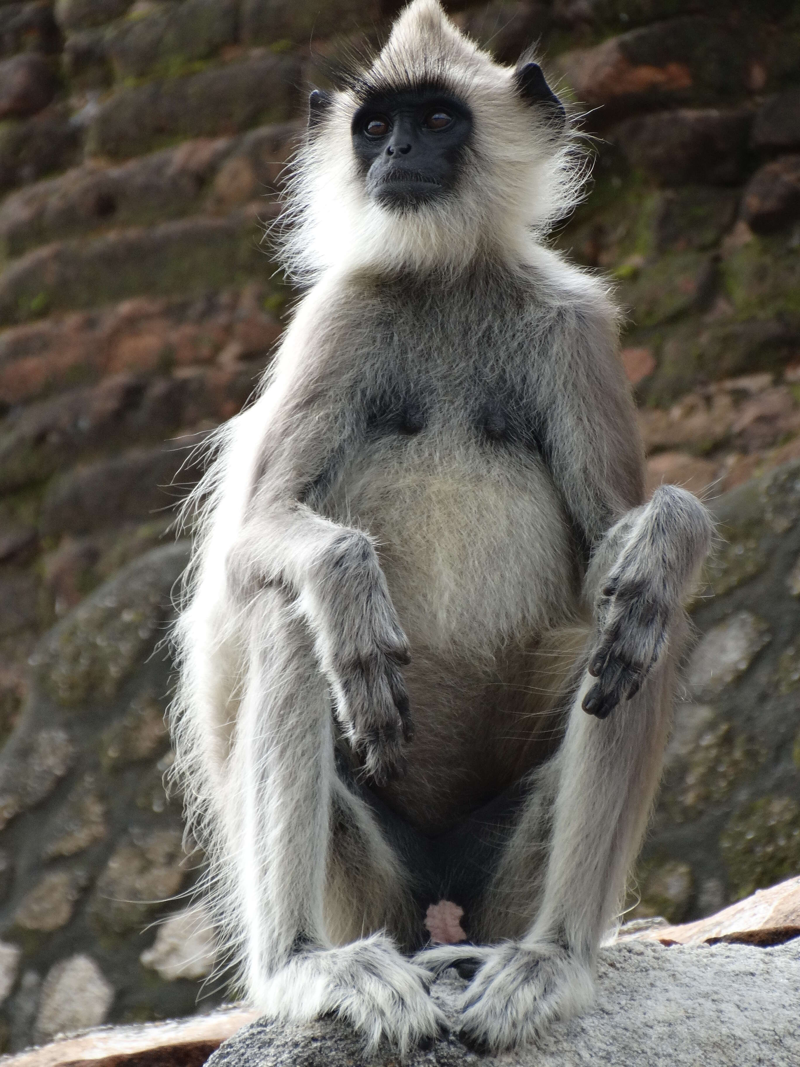 صورة Semnopithecus priam Blyth 1844