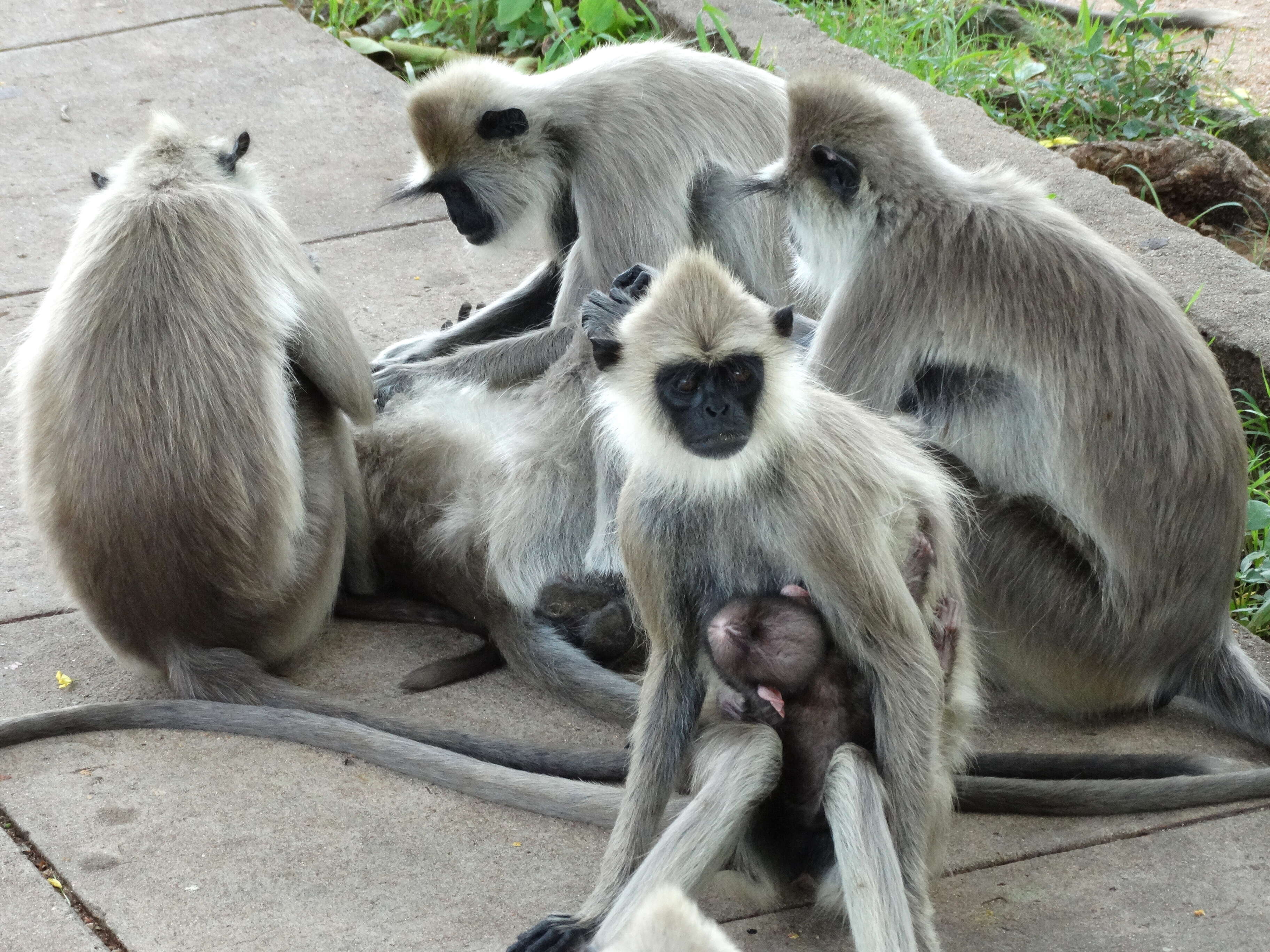 صورة Semnopithecus priam Blyth 1844