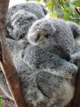 Image of koalas