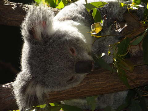 Image of koalas