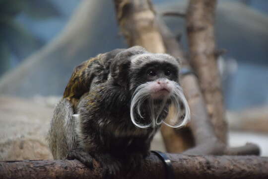 Image of Black-chinned Emperor Tamarin