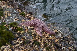 Image of ochre sea star