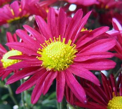 Image of florist's daisy