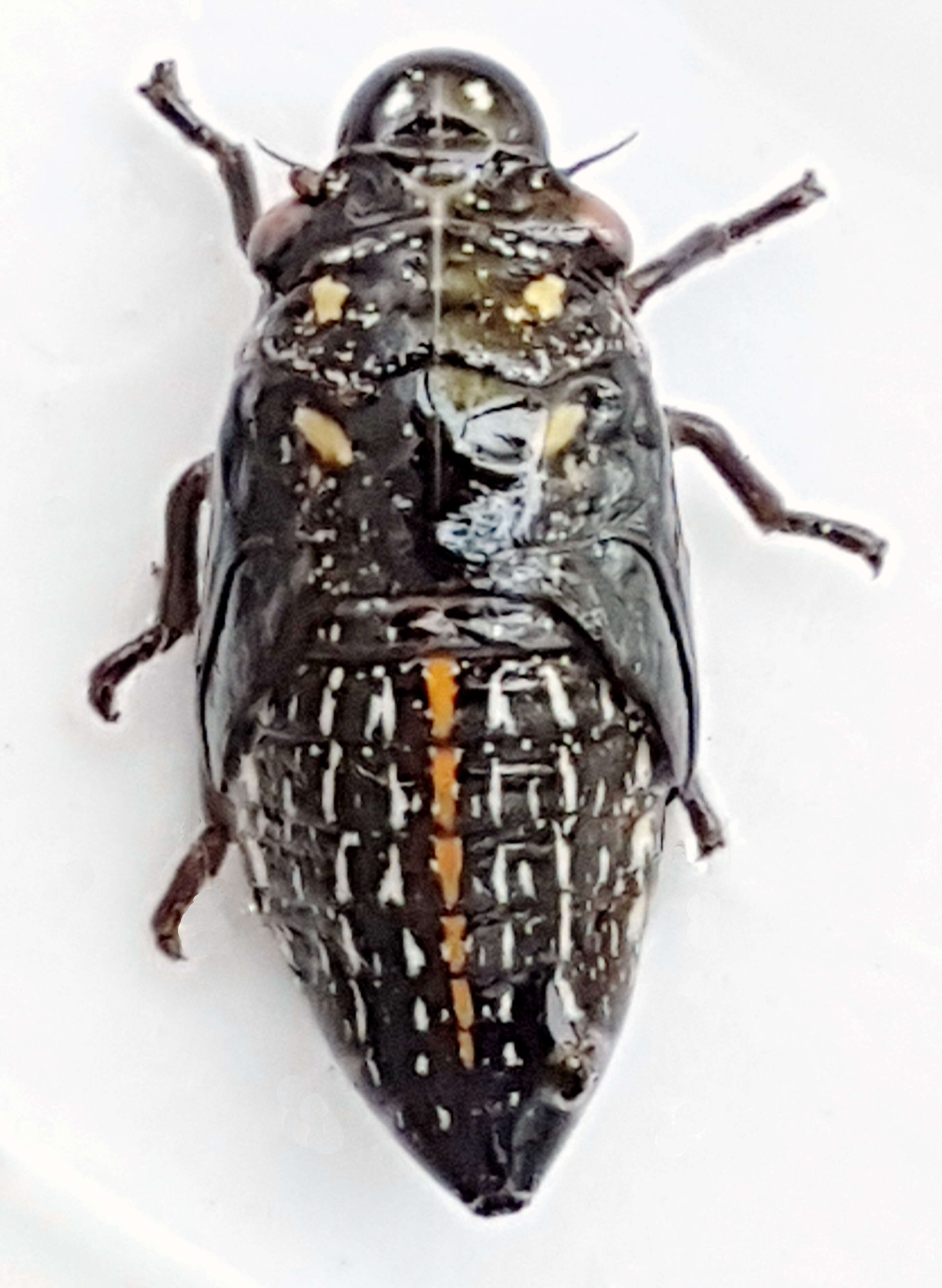 Image of Ptyelus grossus (Fabricius 1781)