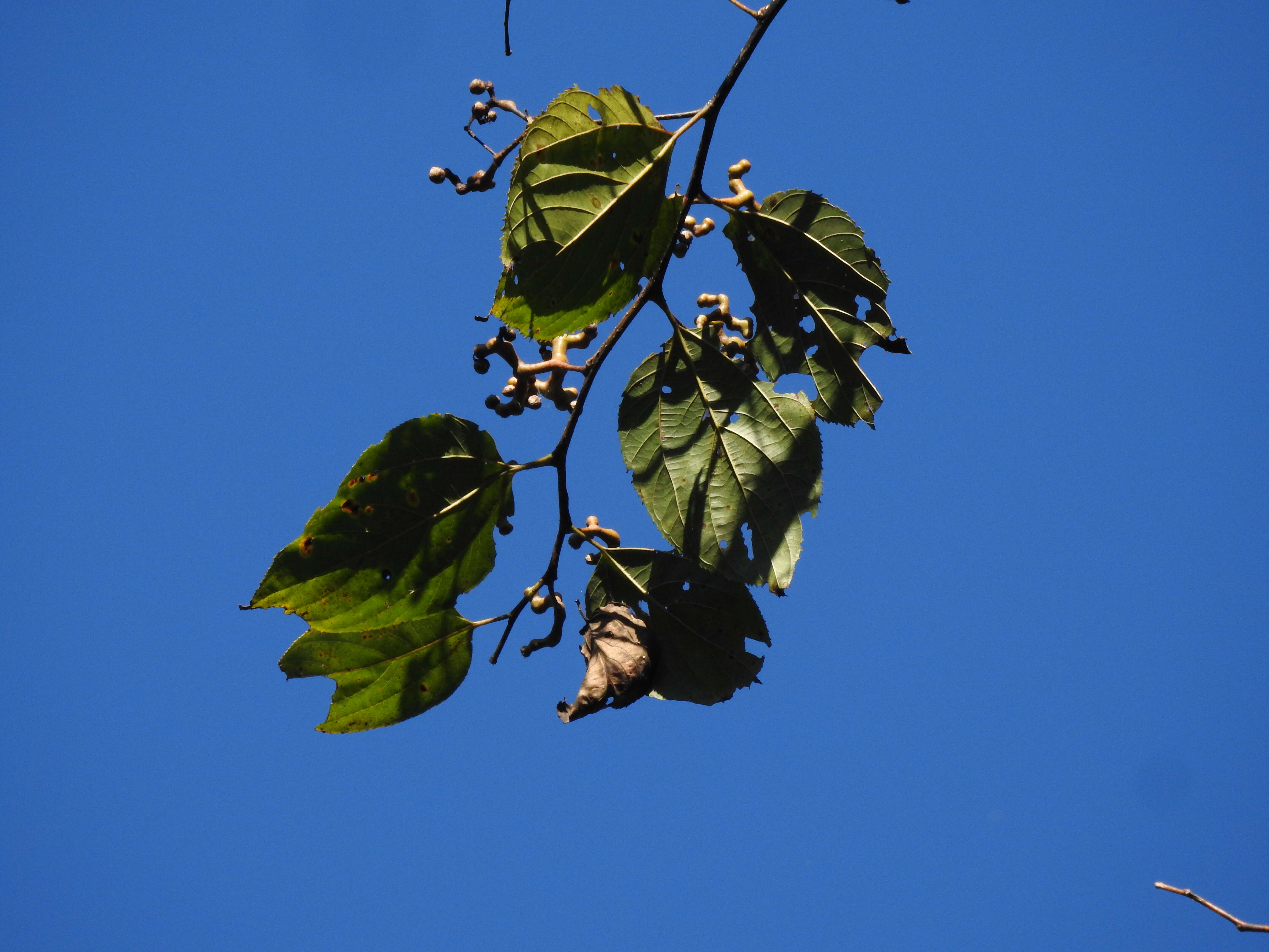 Слика од Hovenia dulcis Thunb.