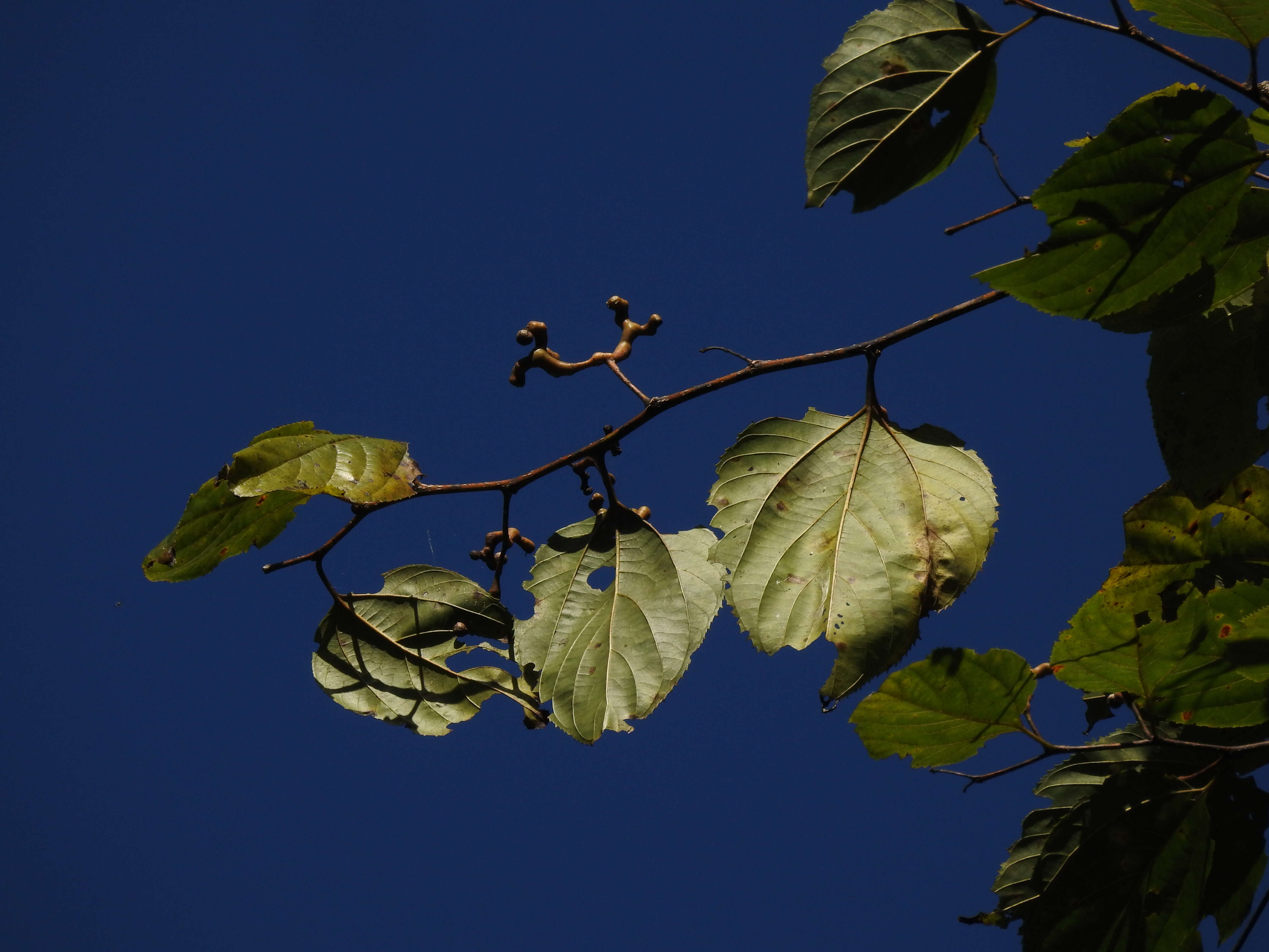 Слика од Hovenia dulcis Thunb.