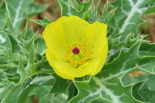 Image of Mexican pricklypoppy