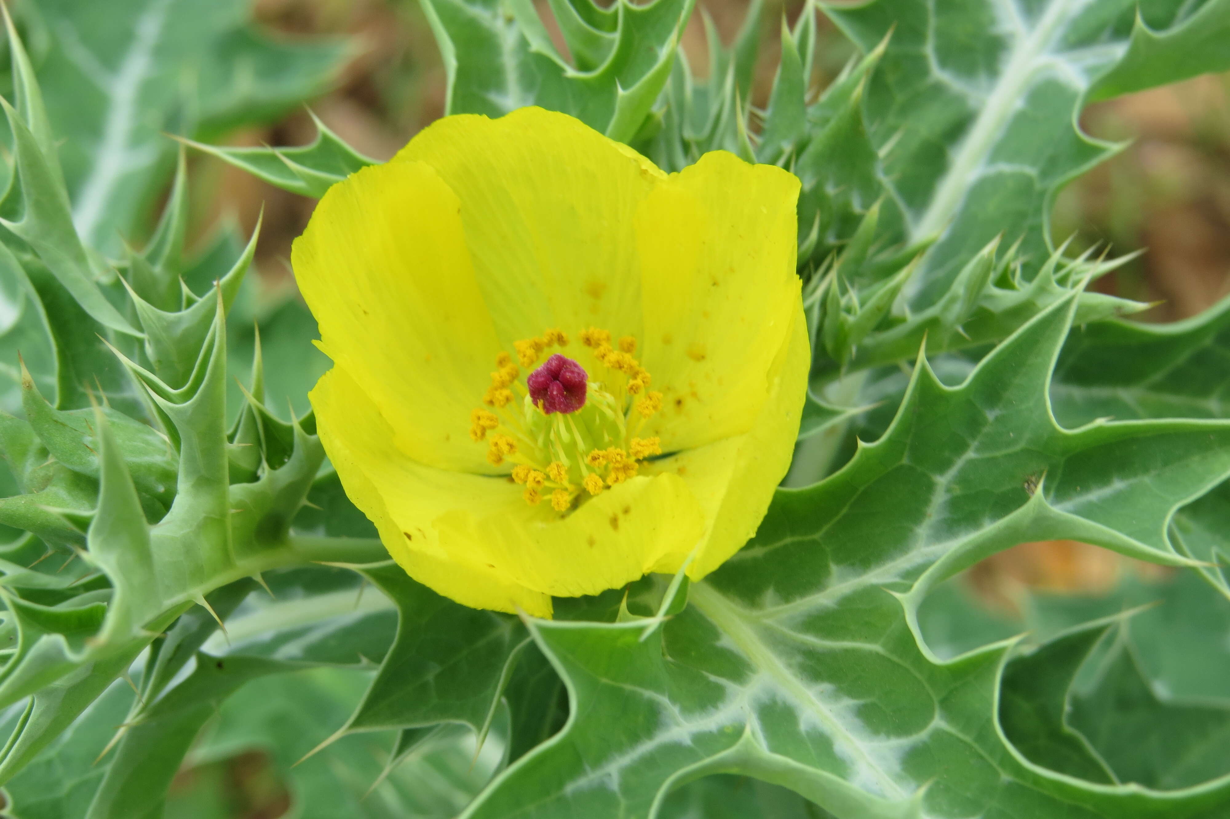 Image of Mexican pricklypoppy