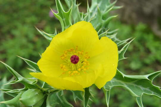 Image of Mexican pricklypoppy