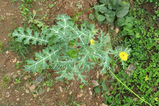 Image of Mexican pricklypoppy