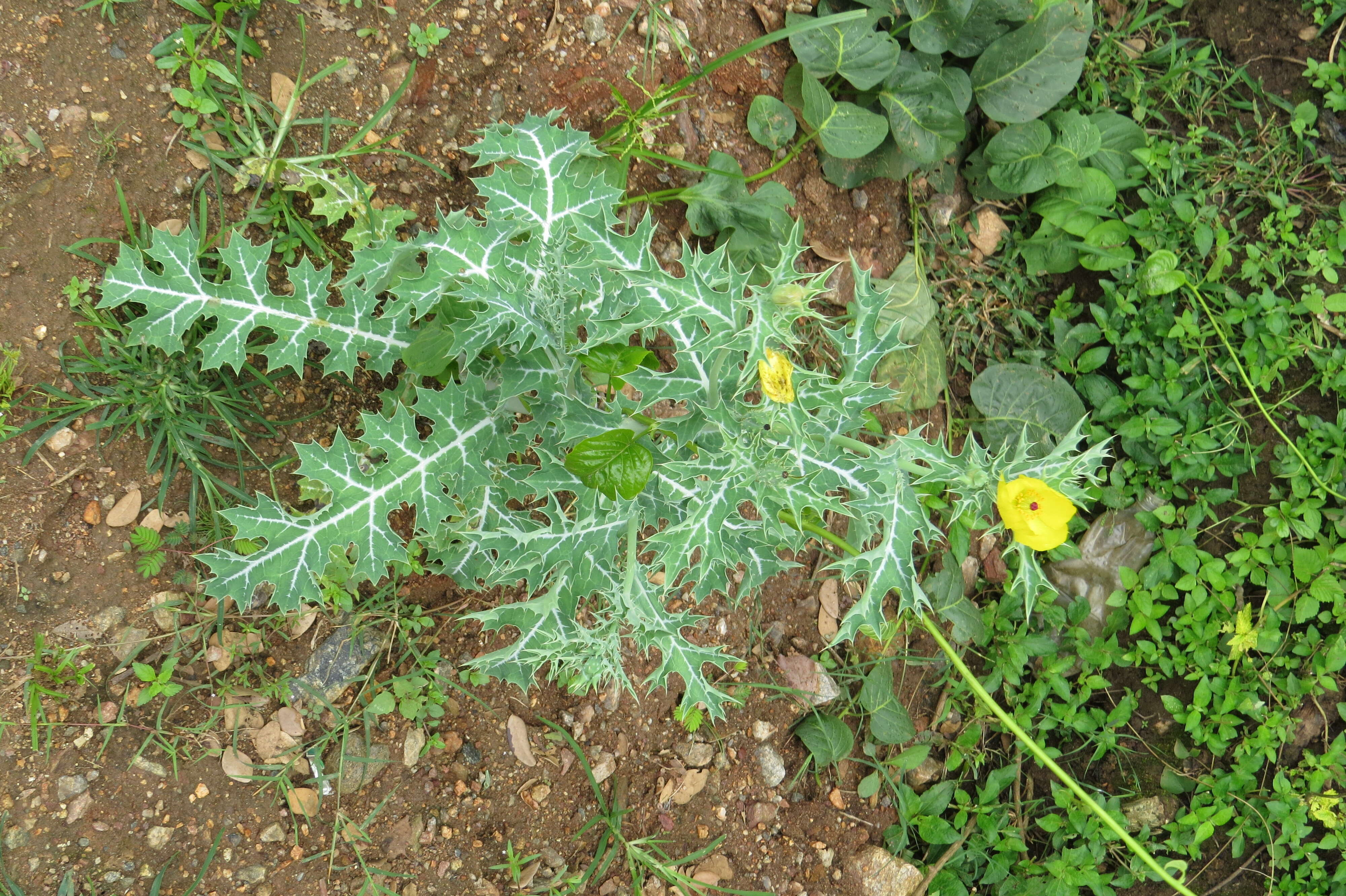 Image of Mexican pricklypoppy