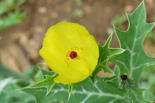 Image of Mexican pricklypoppy