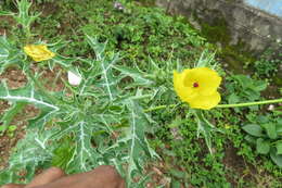 Image of Mexican pricklypoppy