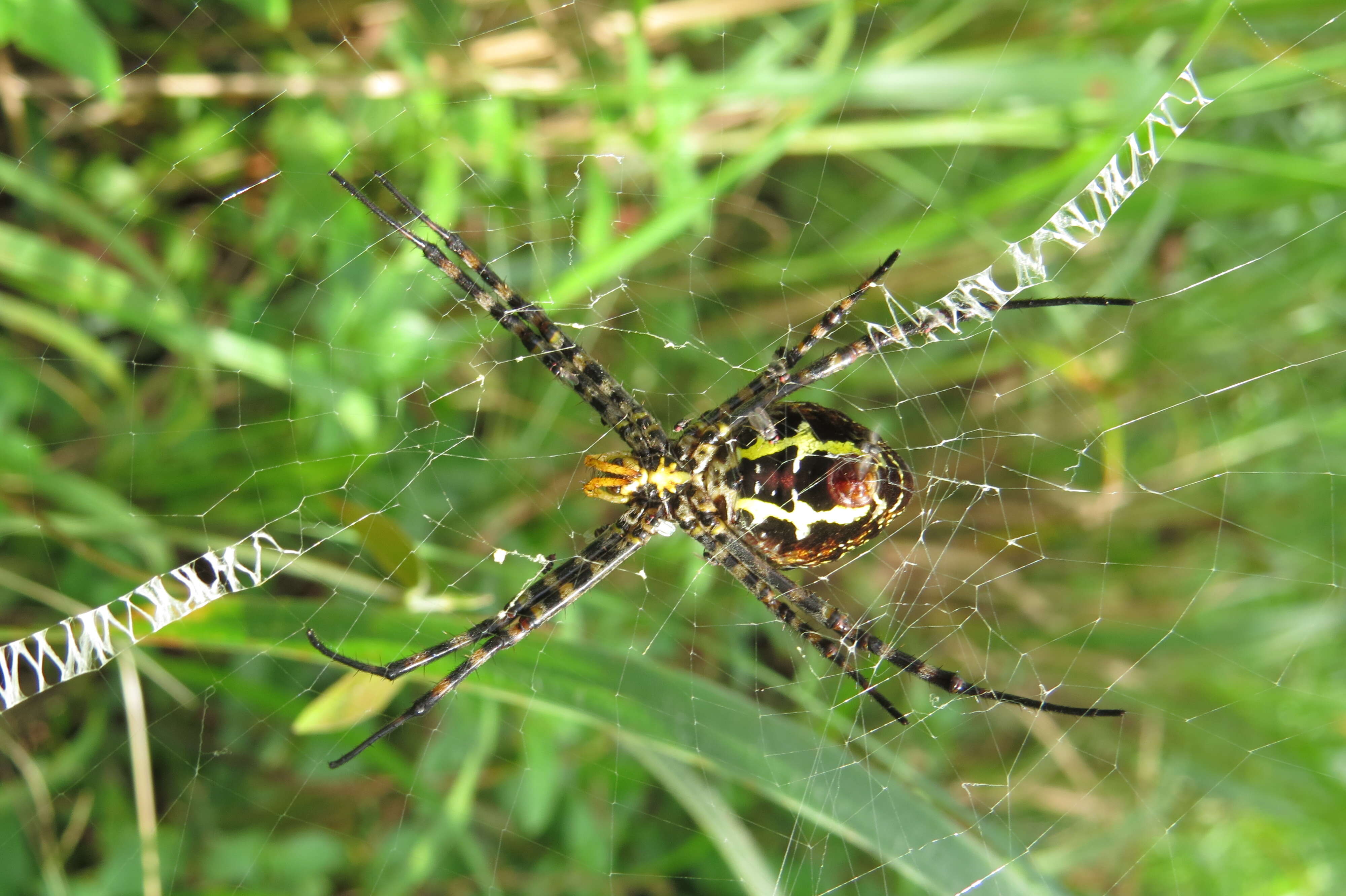 Image of Oval St Andrew's Cross Spider