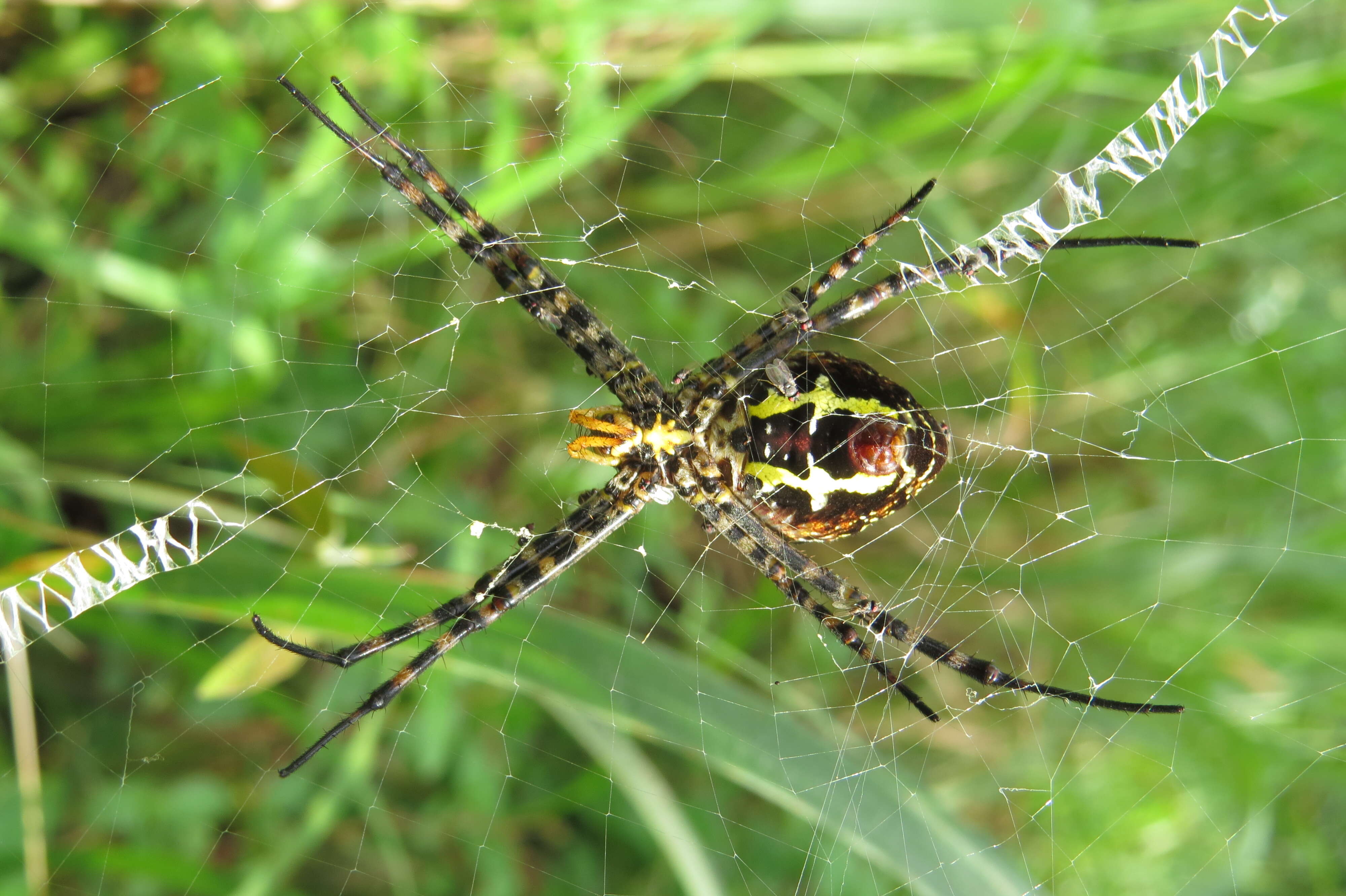 Image of Oval St Andrew's Cross Spider