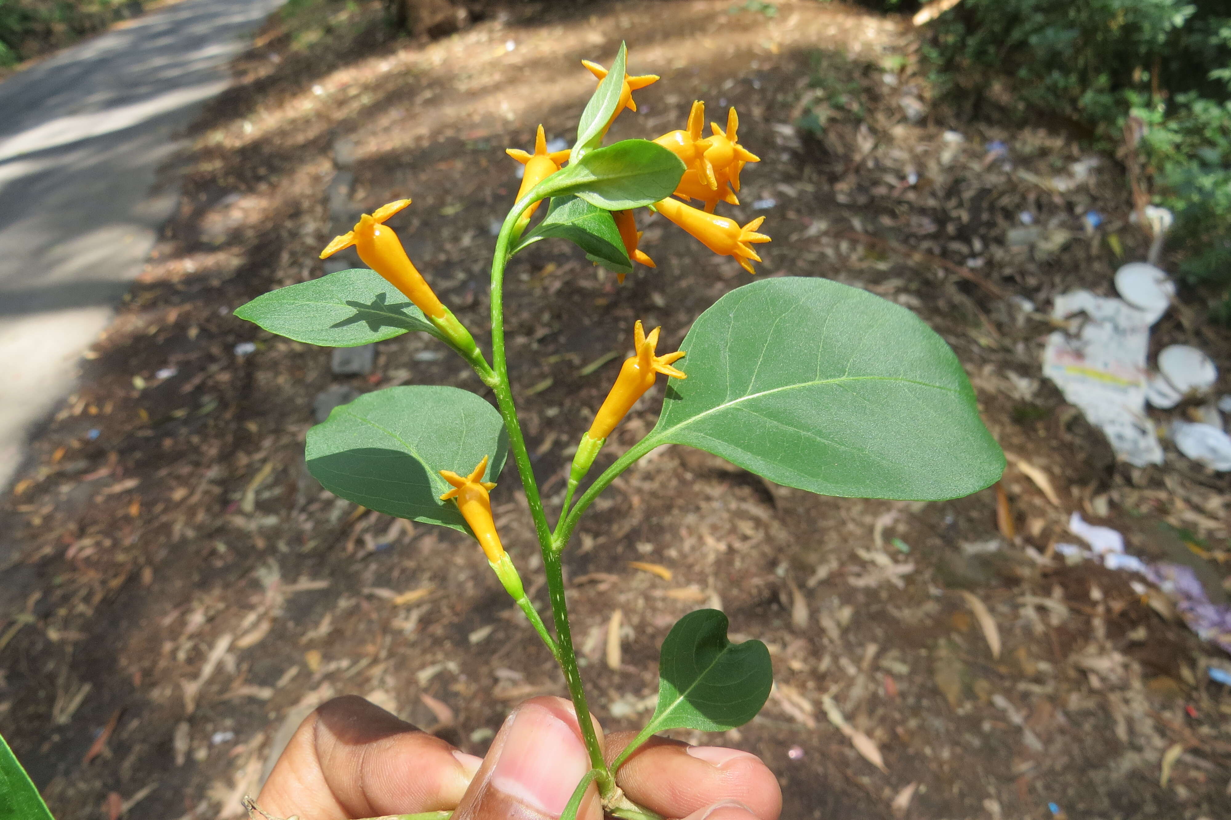 Image of orange jessamine