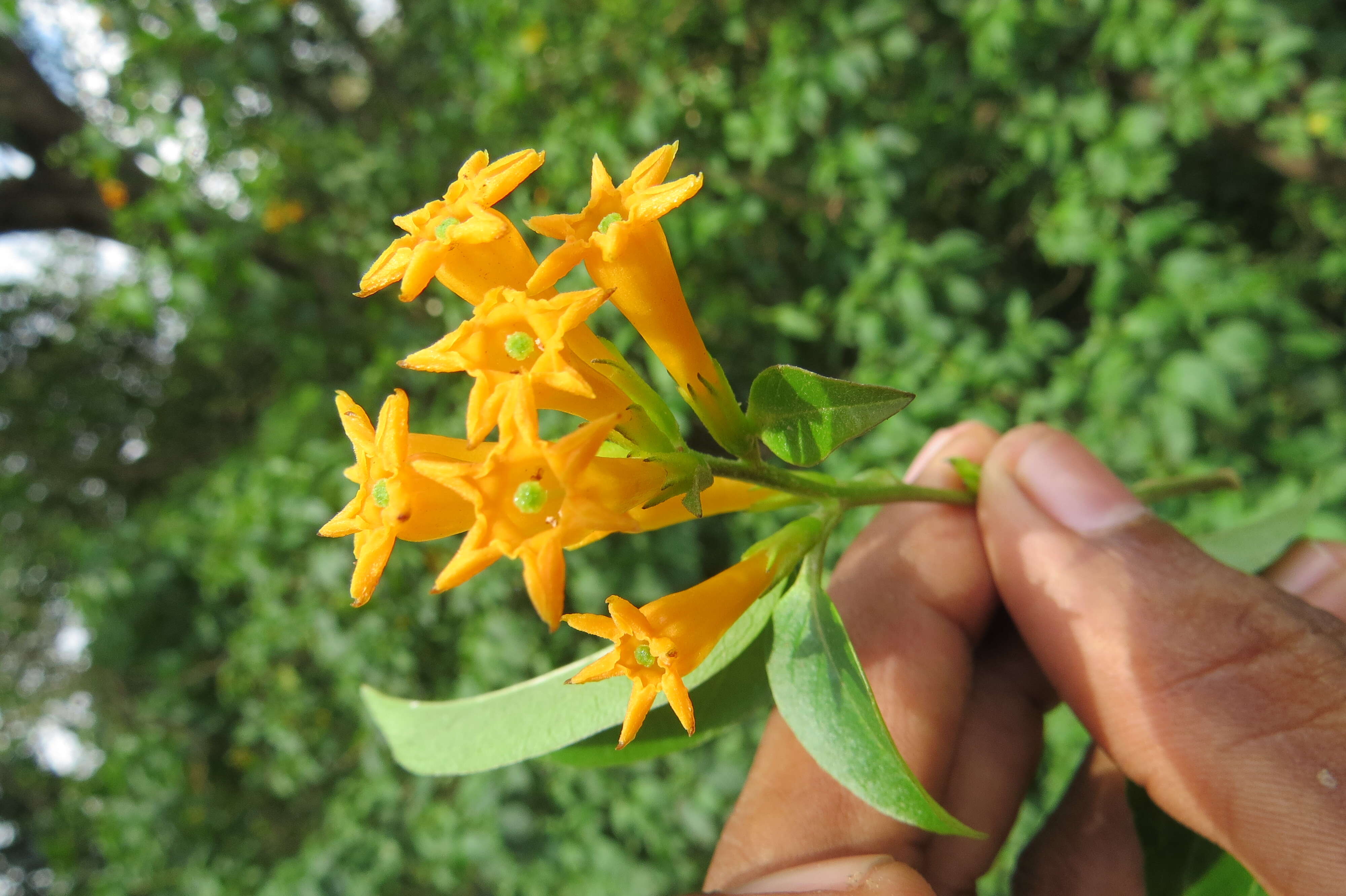 Image of orange jessamine