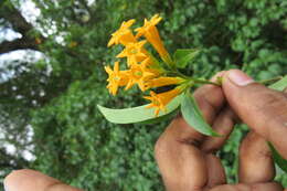 Слика од Cestrum aurantiacum Lindley