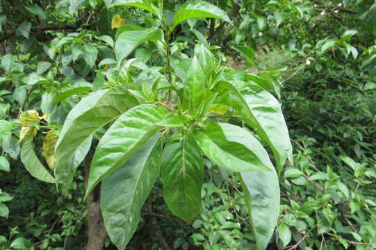 Image of orange jessamine