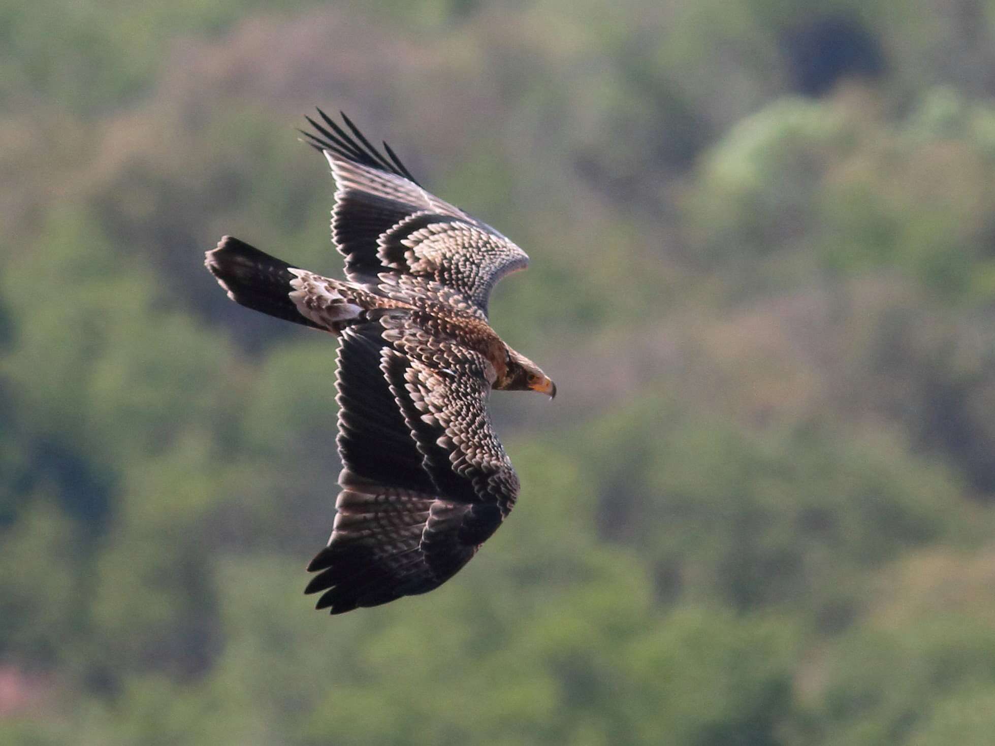 Image of Black Eagle