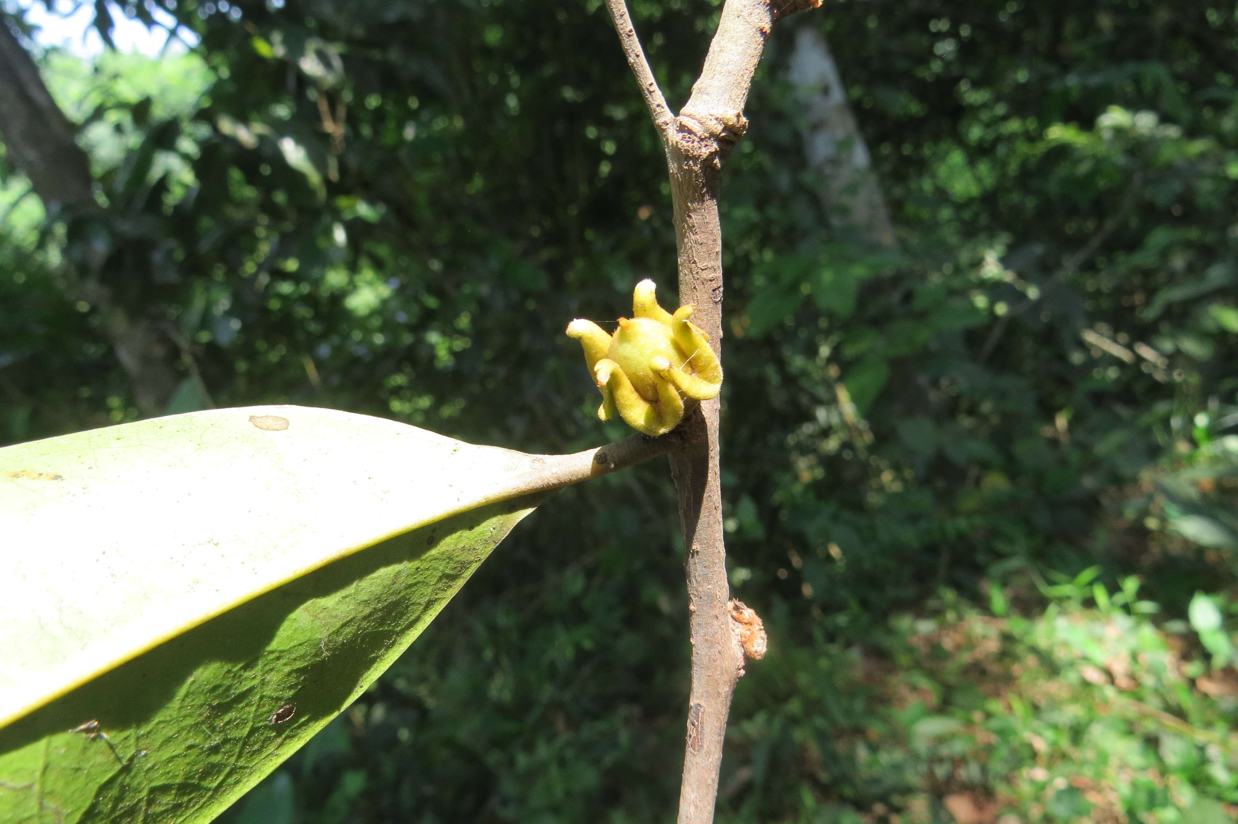 Image de Diospyros candolleana Wight