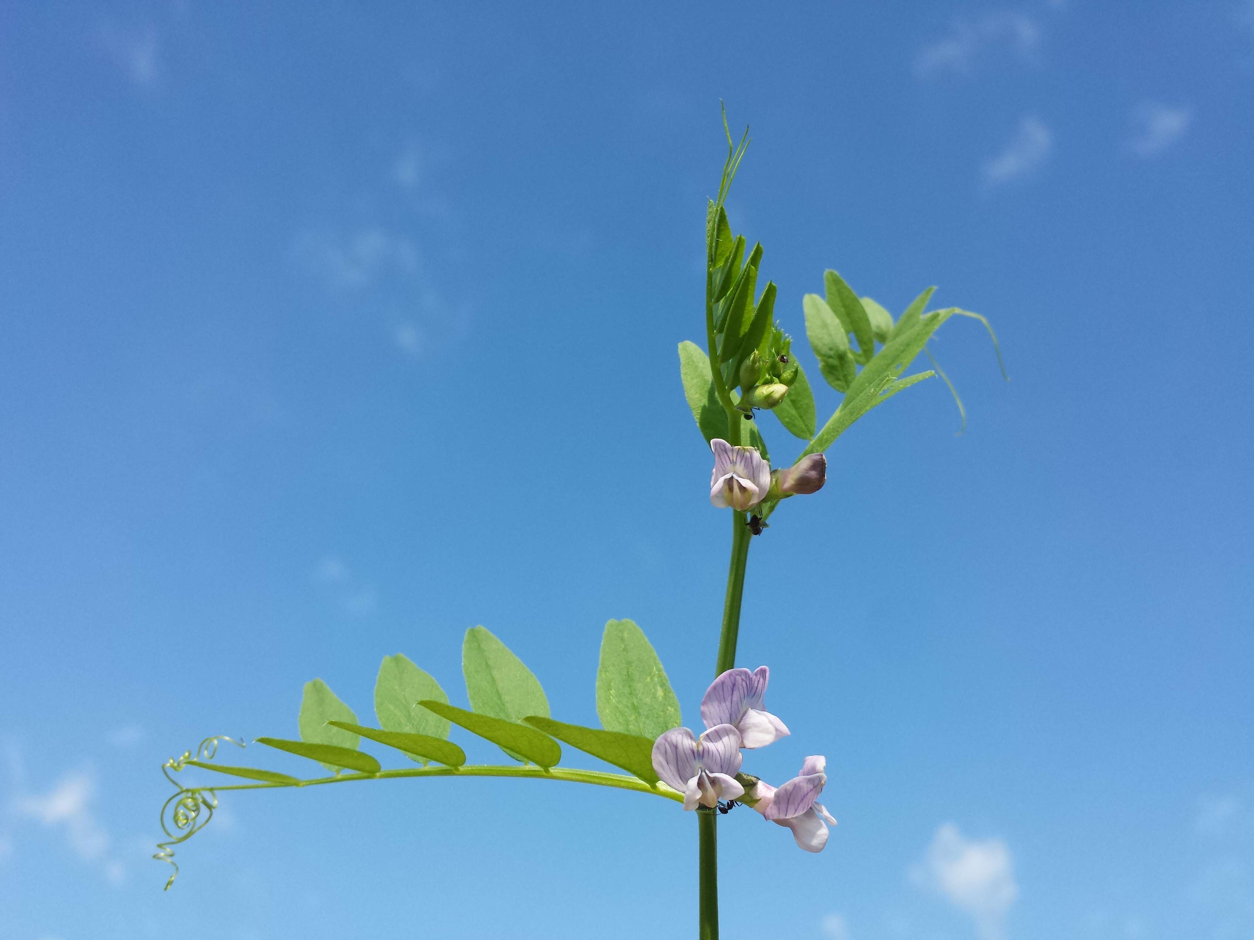 Image of bush vetch