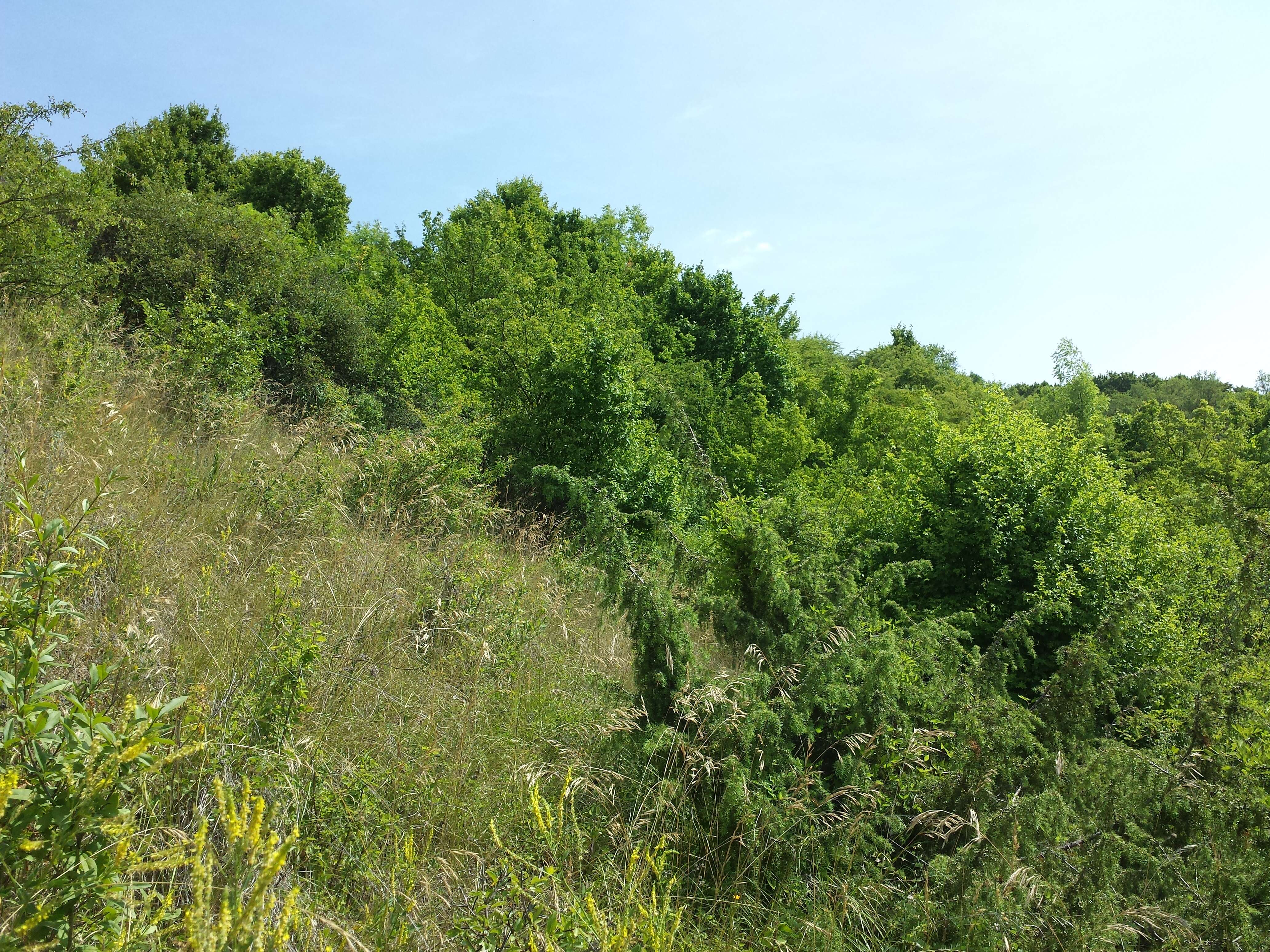 Image of Common Juniper