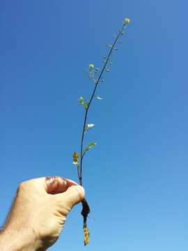 Image of bog yellowcress