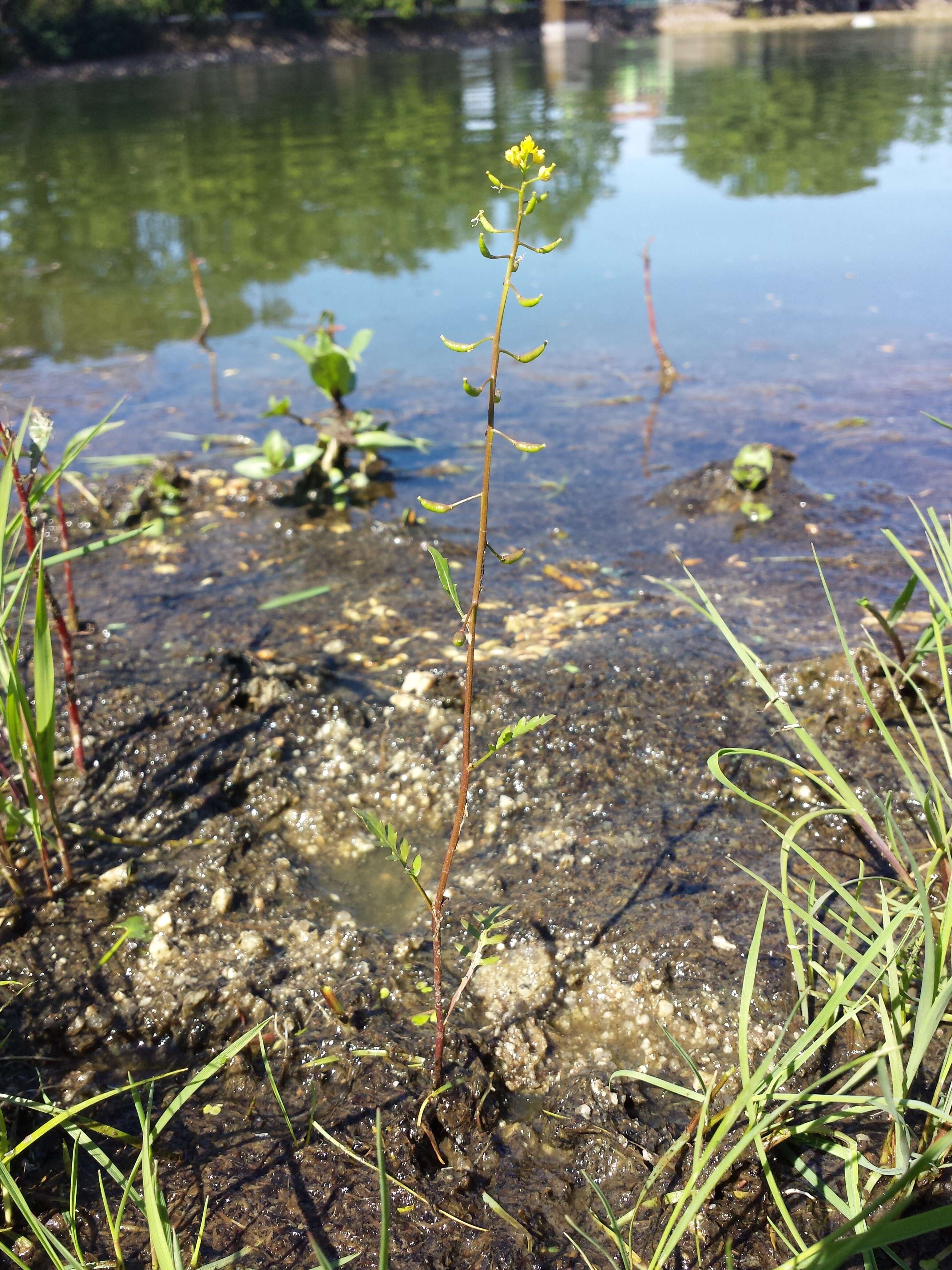 Image of bog yellowcress