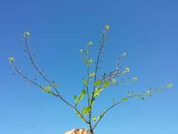 Image de rorippe à petites fleurs