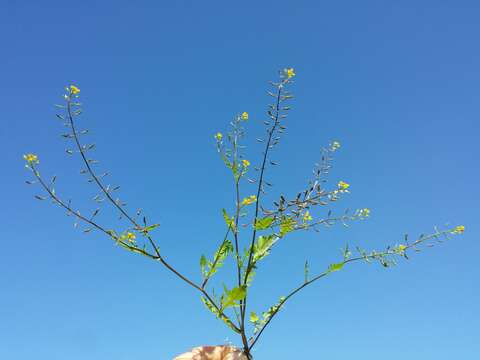 Image of bog yellowcress