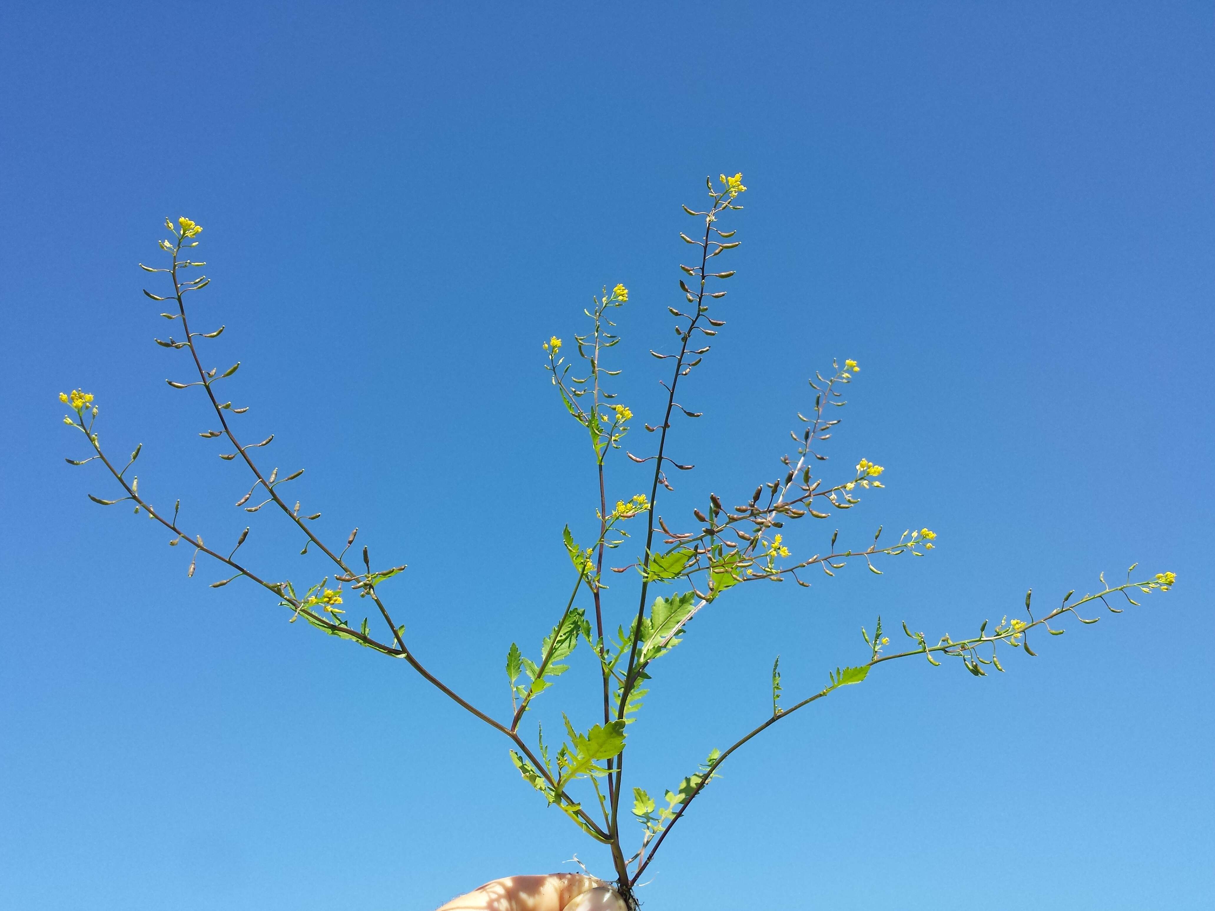 Image de rorippe à petites fleurs