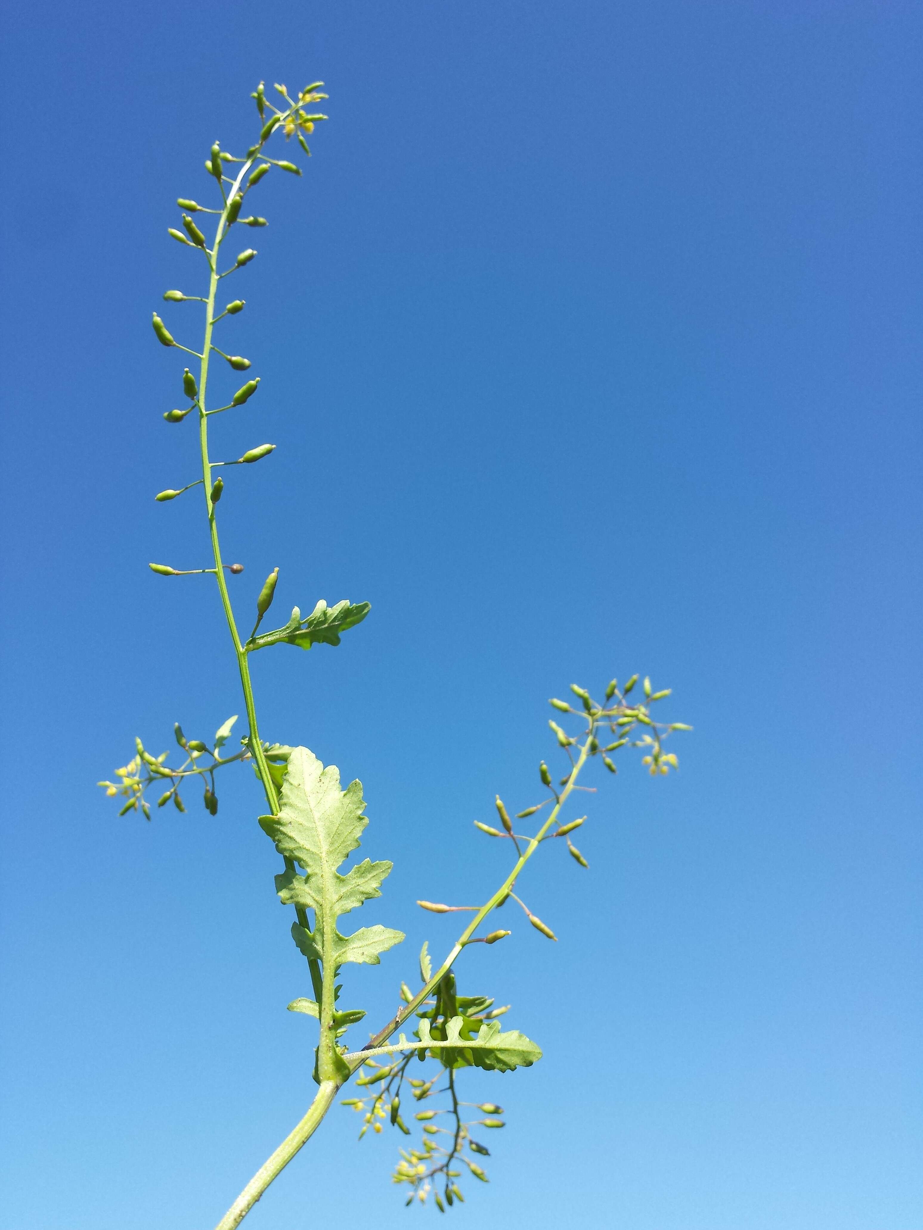 Image de rorippe à petites fleurs