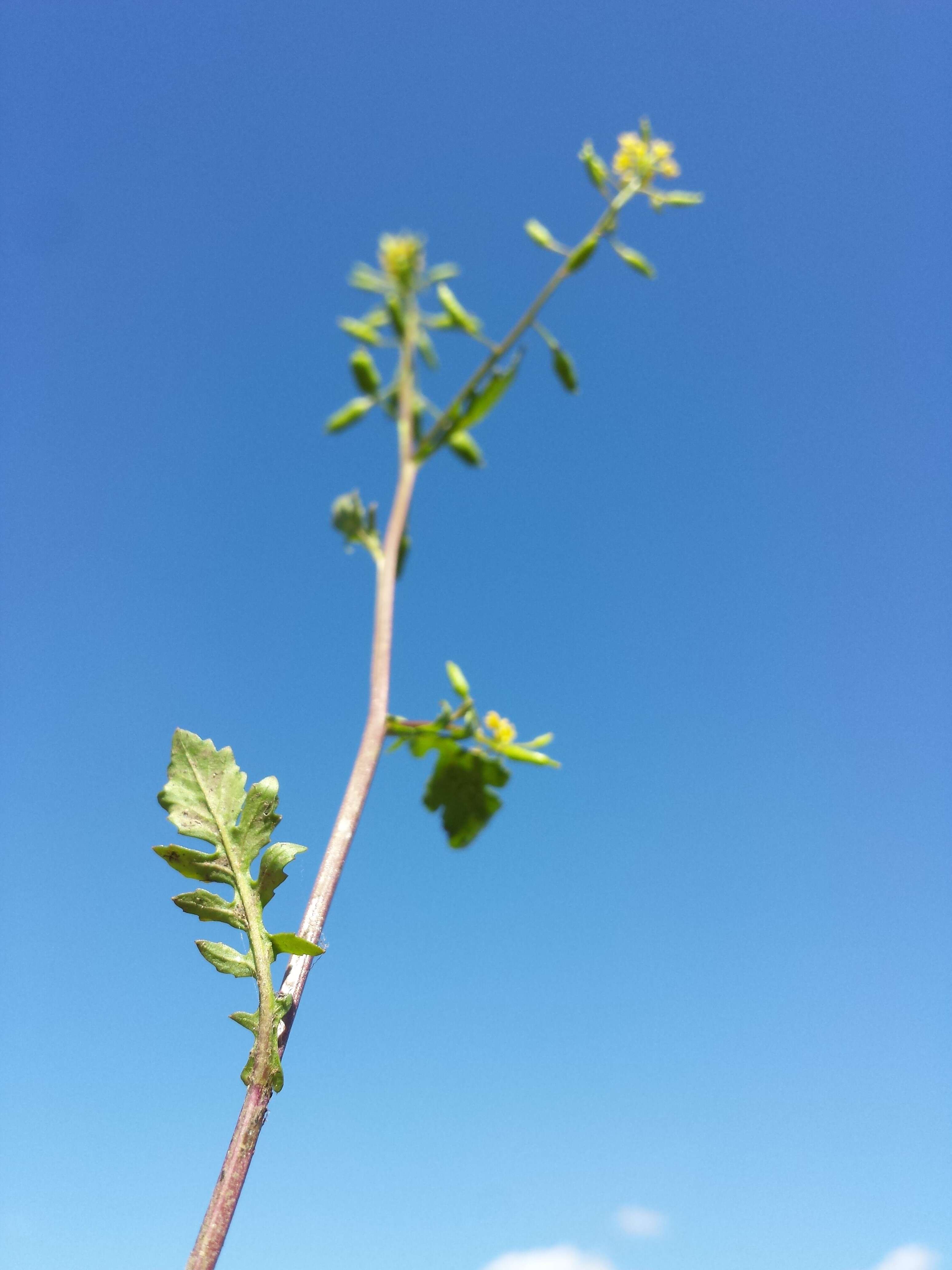 Image de rorippe à petites fleurs