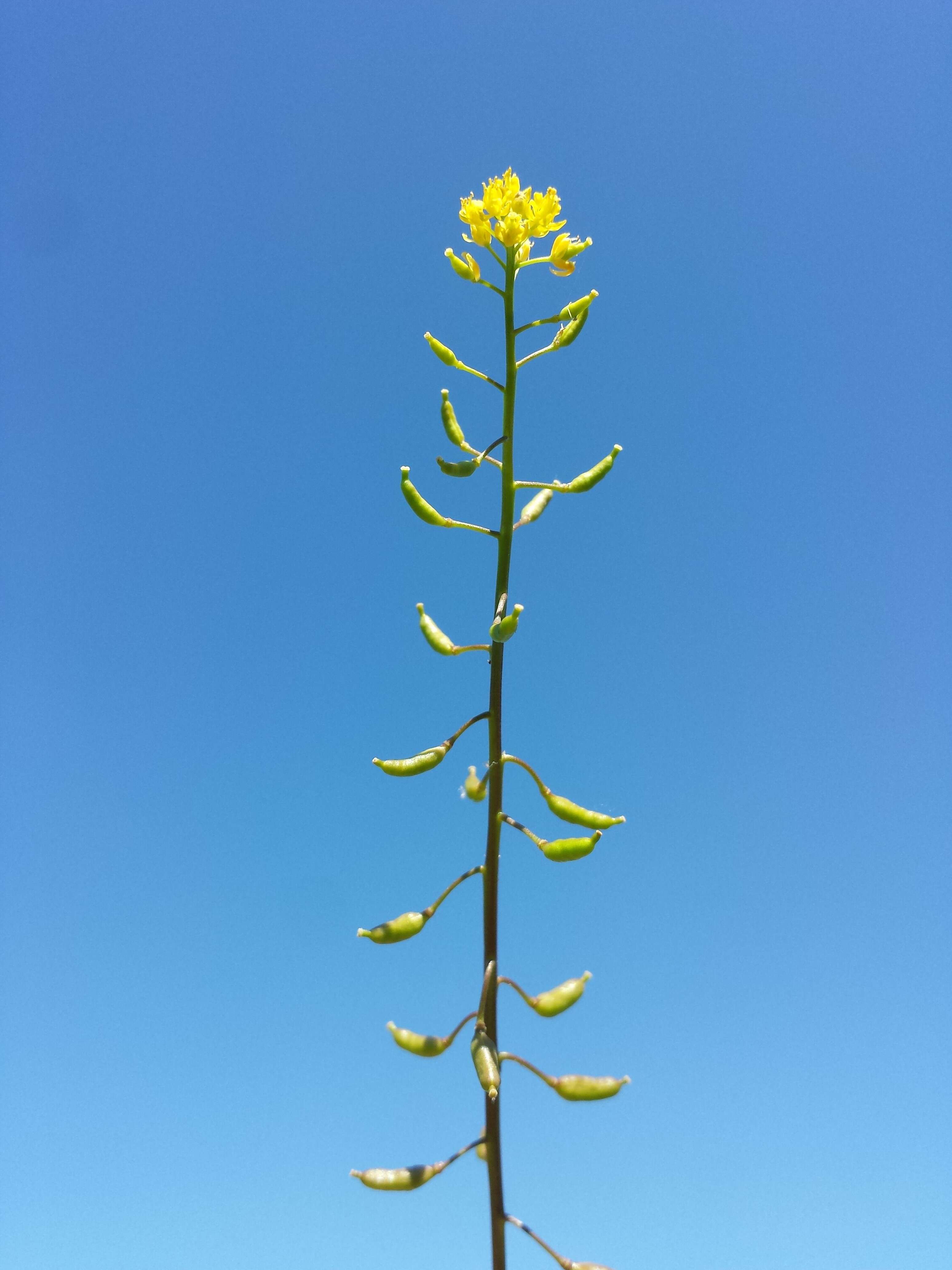 Image of bog yellowcress