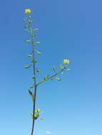 Image of bog yellowcress