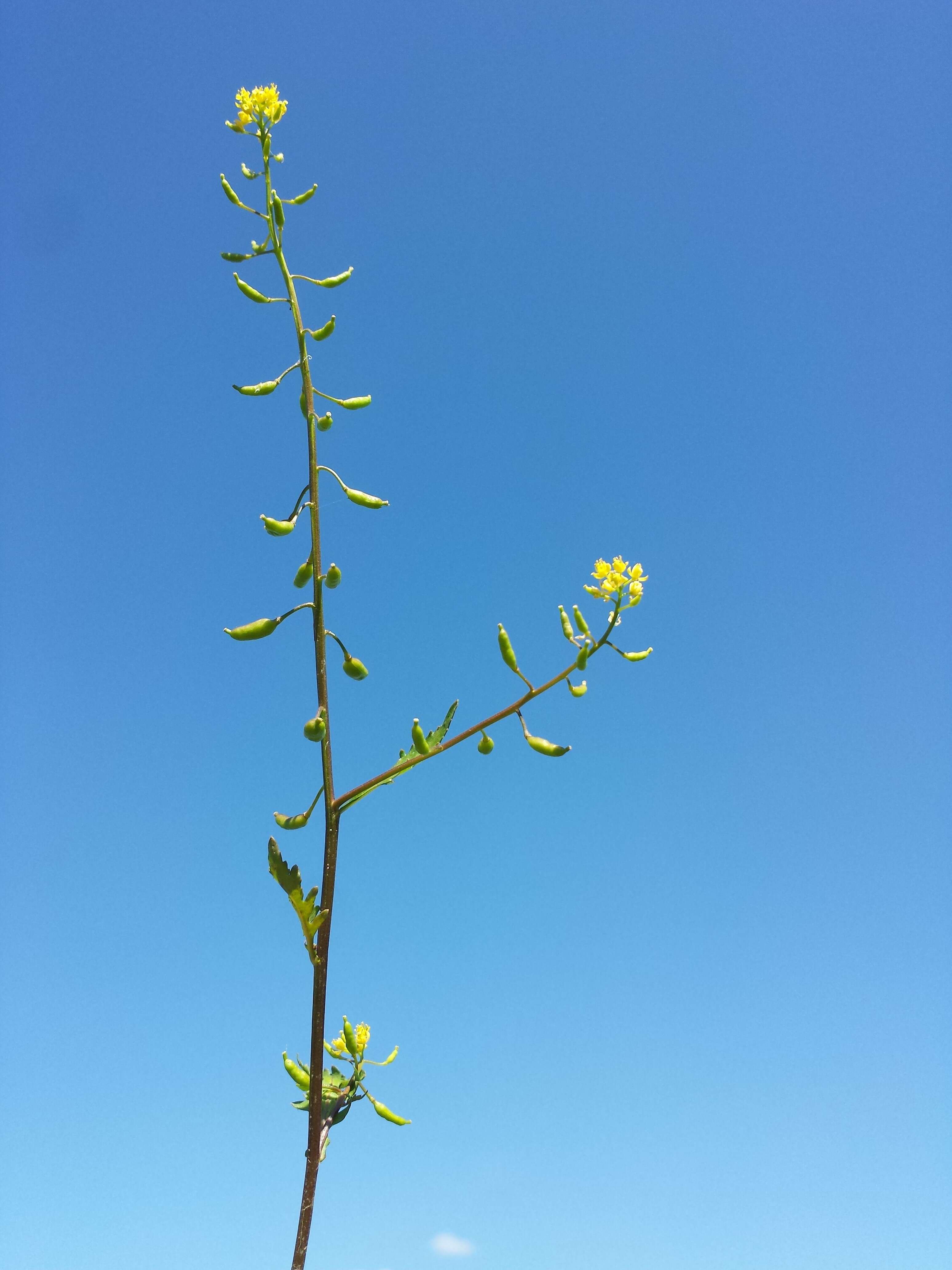 Image of bog yellowcress