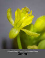 Image of bog yellowcress