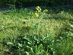 Image of creeping yellowcress