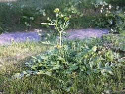 Image of creeping yellowcress