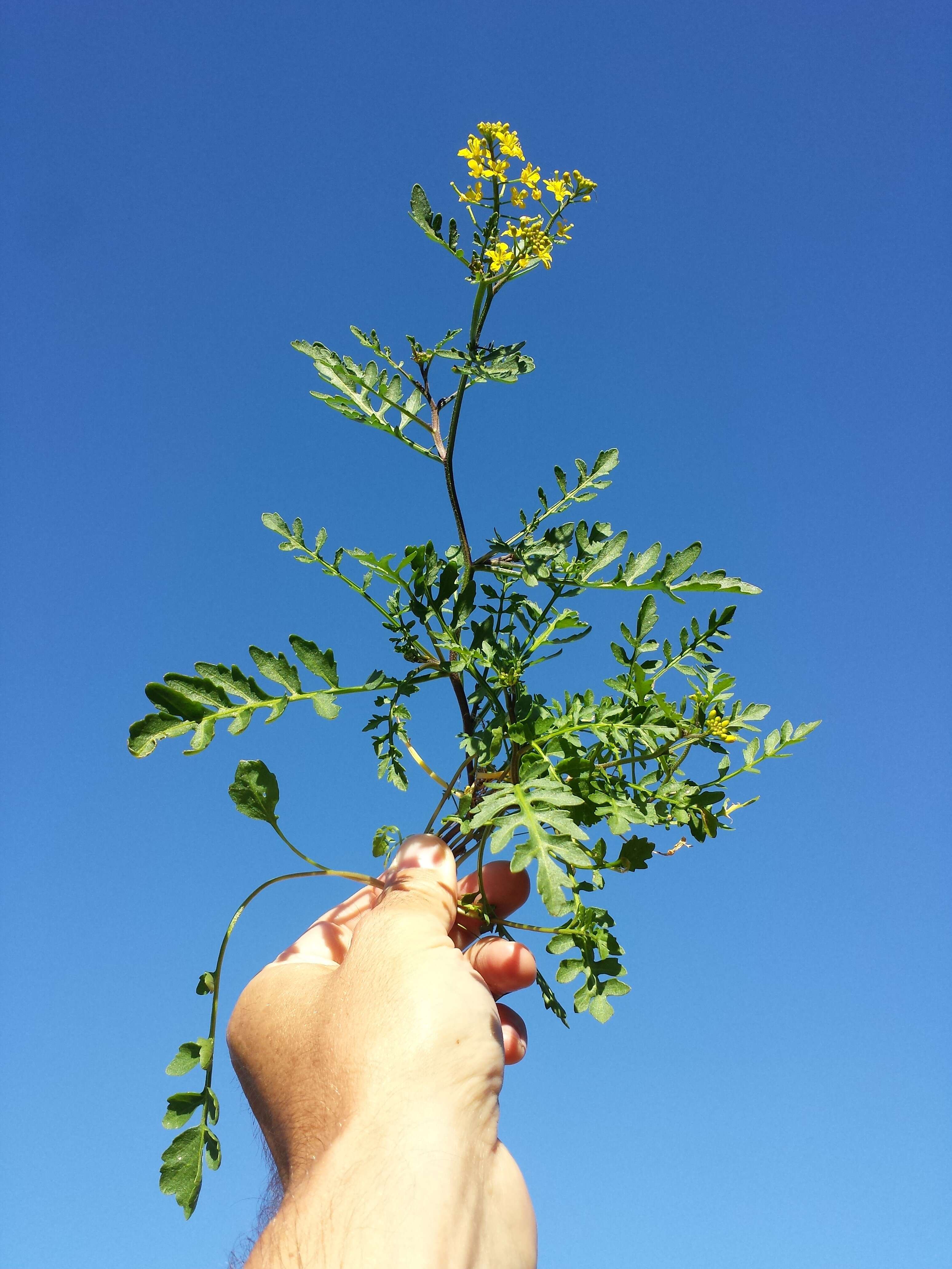 Image of creeping yellowcress