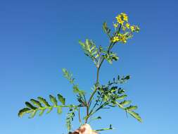 Image of creeping yellowcress