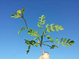 Image of creeping yellowcress