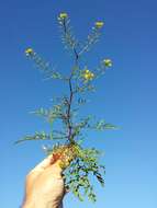 Image of creeping yellowcress