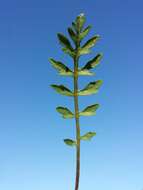 Image of creeping yellowcress