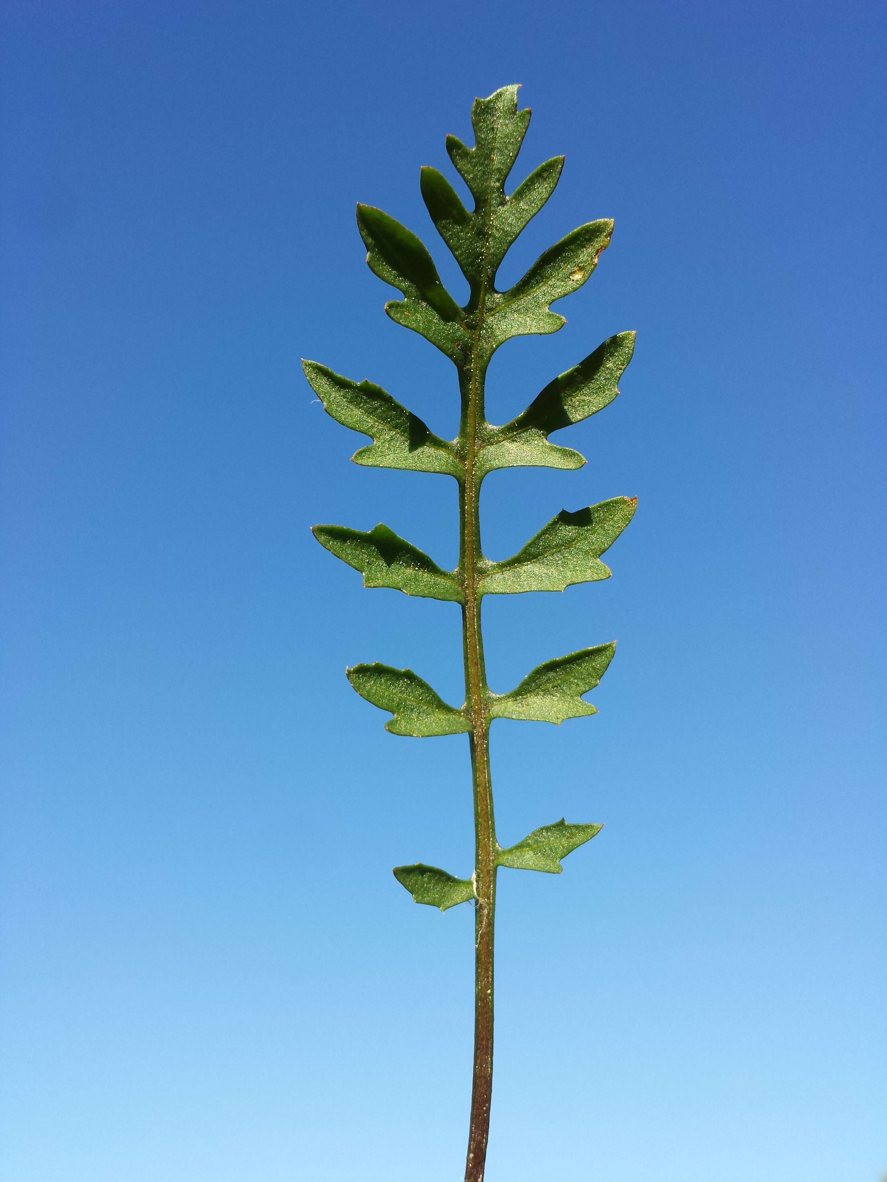 Image of creeping yellowcress