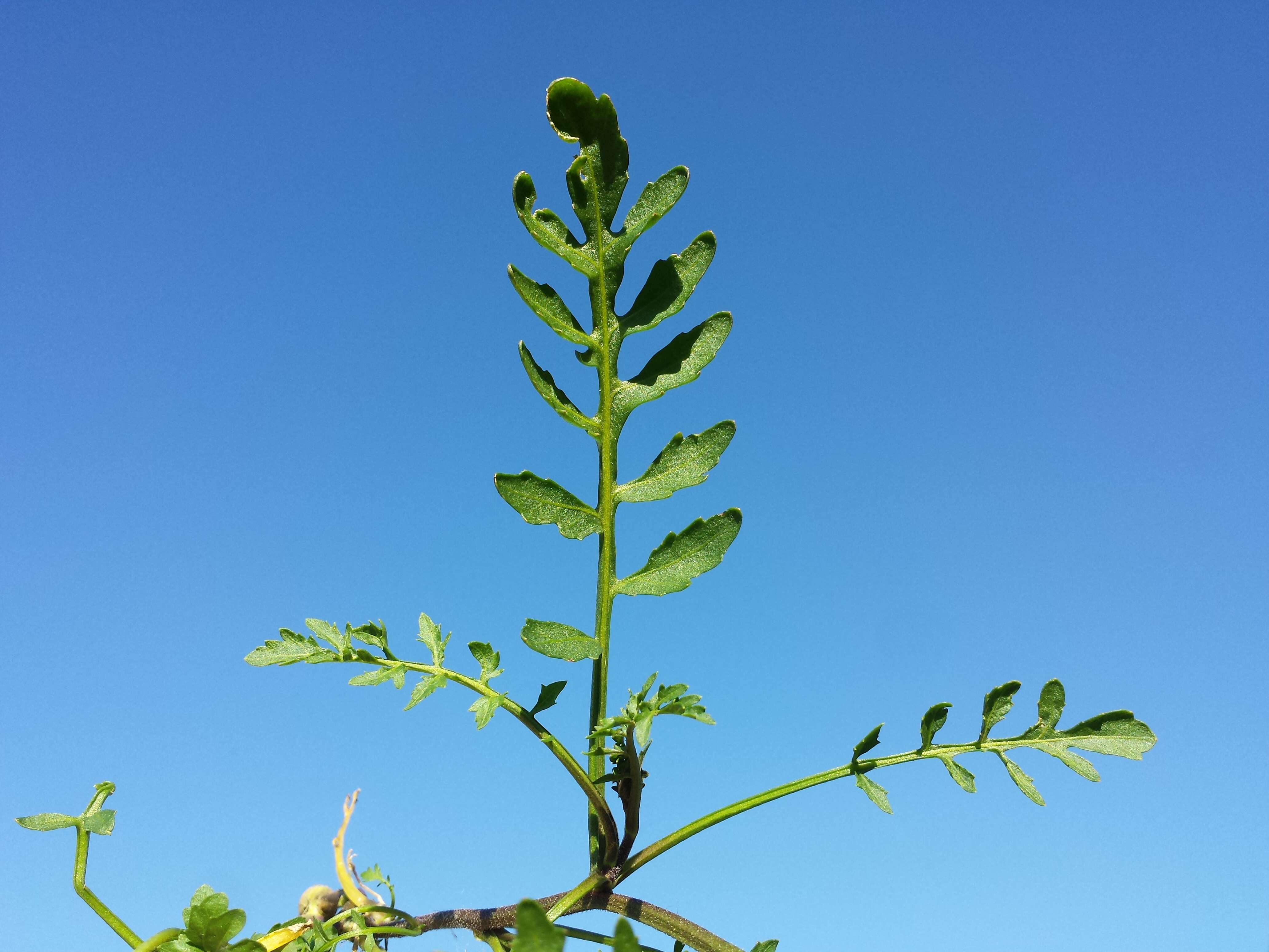 Image of creeping yellowcress