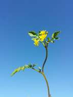 Image of creeping yellowcress