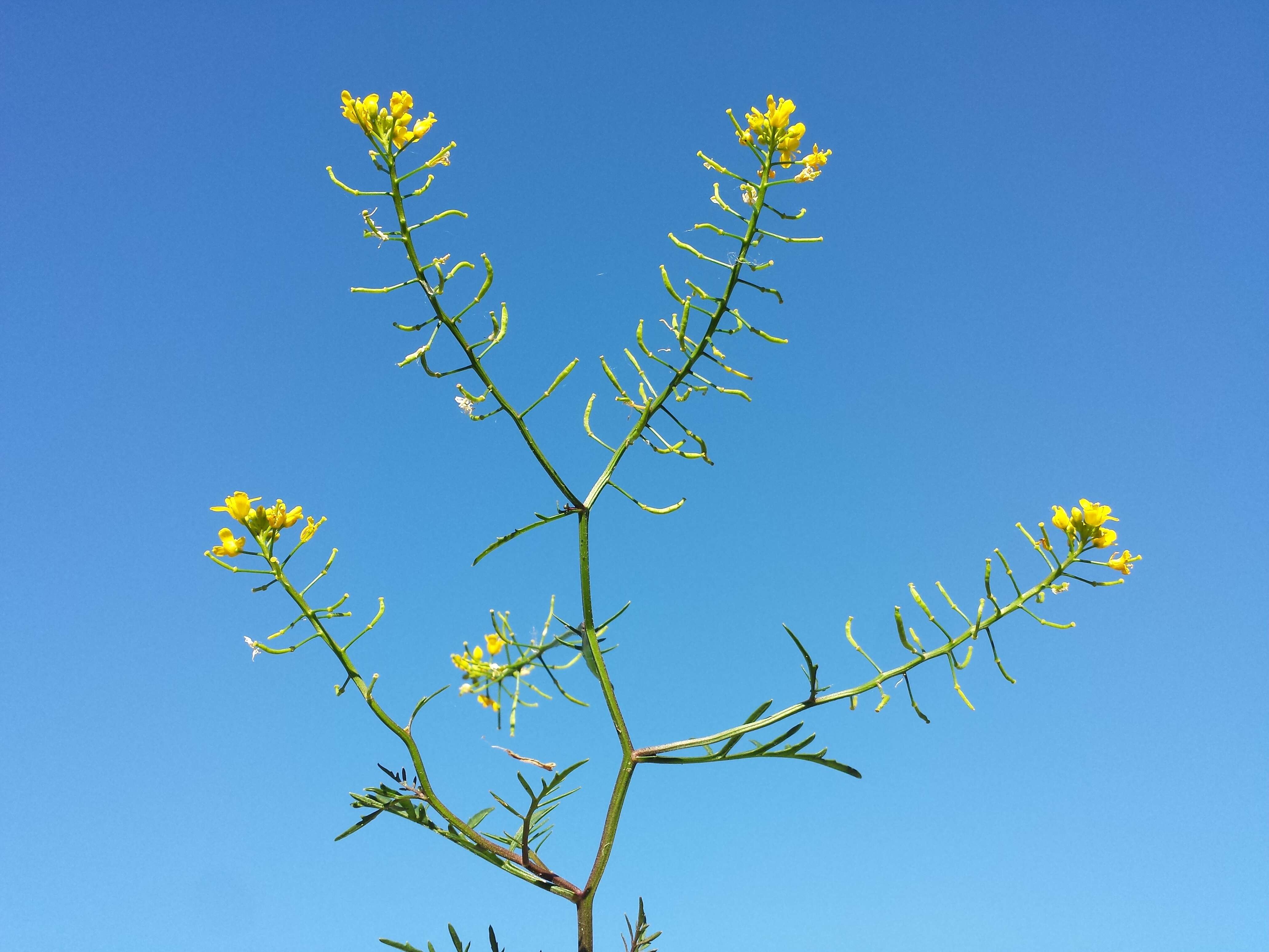 Image of creeping yellowcress